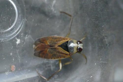 Notonecta maculata